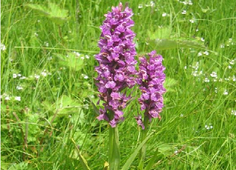 File:Dactylorhiza-hatagirea.png