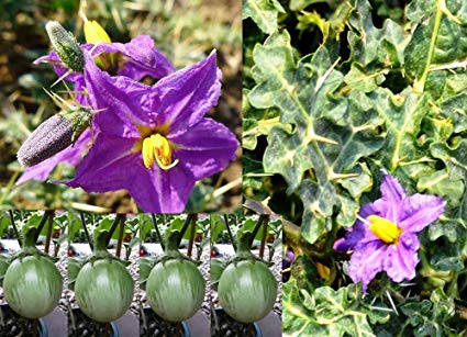 File:Solanum xanthocarpum.jpg